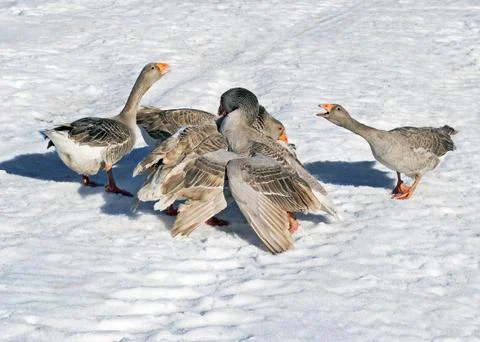 Goose fights Stock Photos