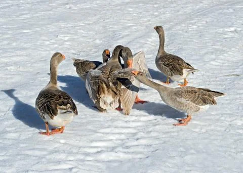 Goose fights Stock Photos