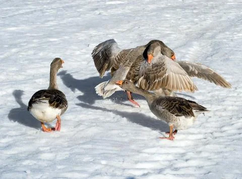 Goose fights Stock Photos