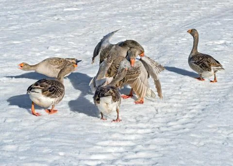 Goose fights Foto stock