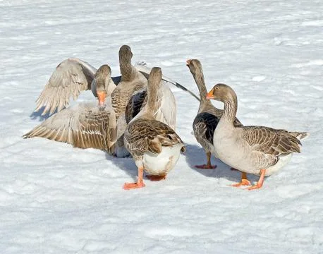 Goose fights Stock Photos