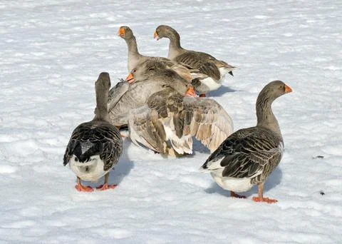 Goose fights Stock Photos
