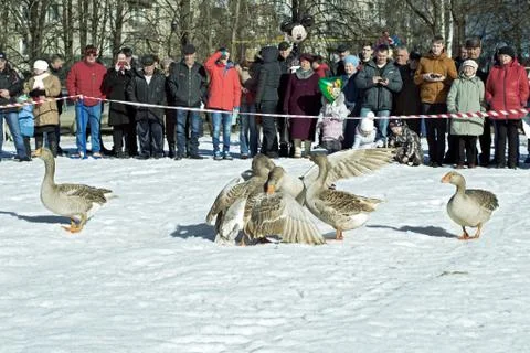 Goose fights in the spring Stock Photos
