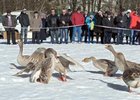 Goose fights in the spring Stock Photos