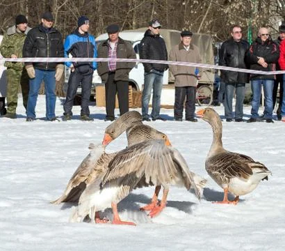 Goose fights in the spring Stock Photos