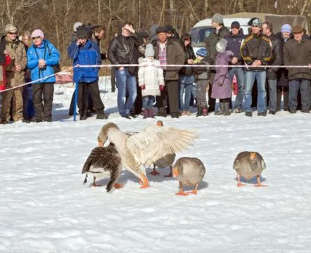 Goose fights in the spring Stock Photos