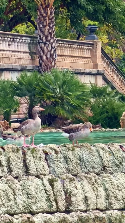 Goose Flapping Wings by Pond in City Park Stock Footage 328703582