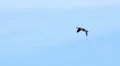 Goose In Flight HD Footage