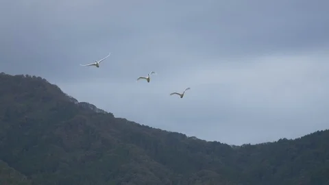 Goose flight in japan mountains Slow Motion Stock Footage