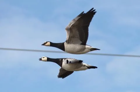 Goose flight Stock Photos