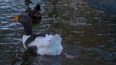 Goose floating on a pond Stock Footage 153799058