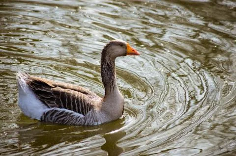 Goose floating in the pond. Spring Stock Photos