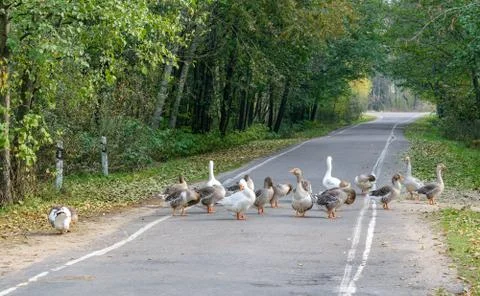 Goose flock (group) Stock Photos