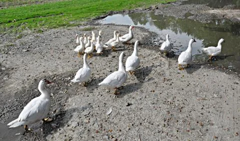 Goose flock Stock Photos