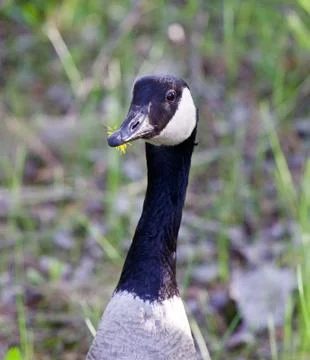 The goose with the flower Stock Photos