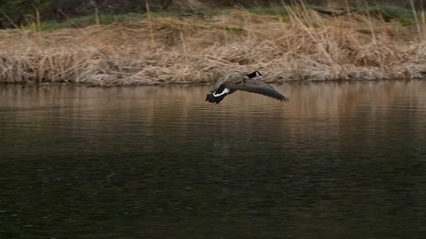 Goose Flying and Landing Stock Footage