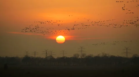 Goose Flying In Front Of Sunset 스톡 동영상 64705719