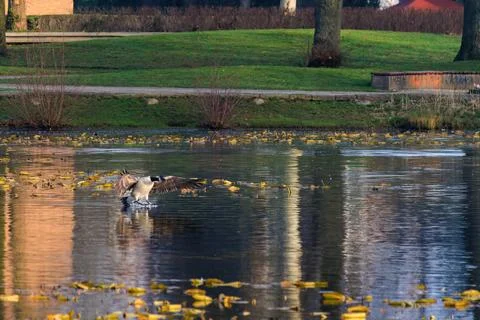 Goose flying over pond Fotos Stock