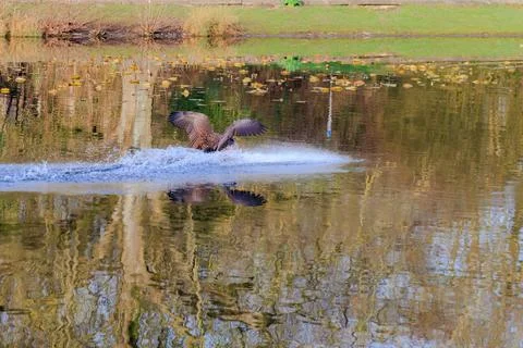 Goose flying over pond Fotos Stock
