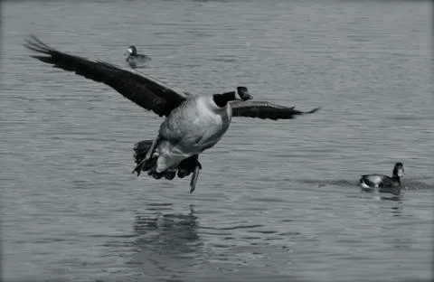 The goose is flying Stock Photos