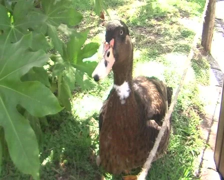 Goose 動画素材 98659