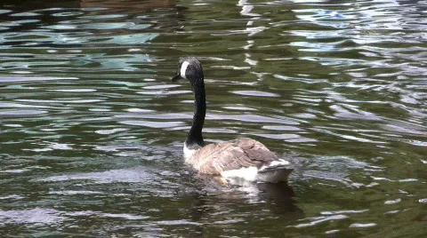 Goose Video stock 483014