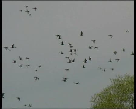 Goose Stock Footage 573579