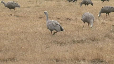 Goose Stock Footage