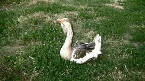 Goose Stock Footage 815895