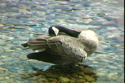 Goose Видео 817830