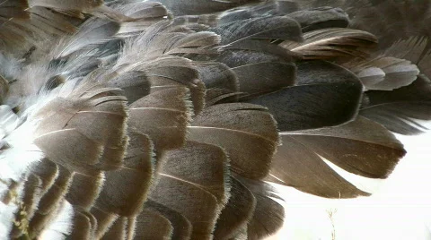 Goose Stock Footage 818442