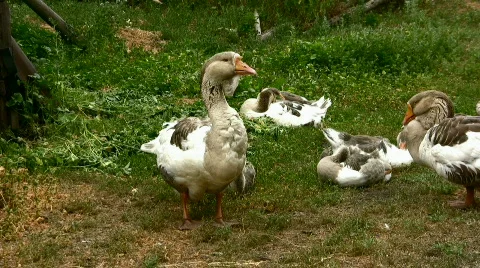Goose Stock Footage 829963