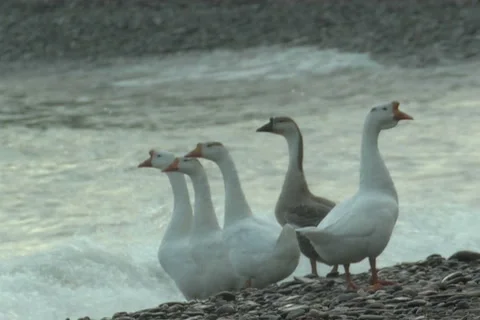 Goose Video stock 910961