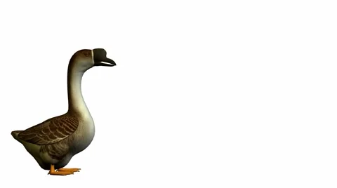 Goose Stock Footage 973659