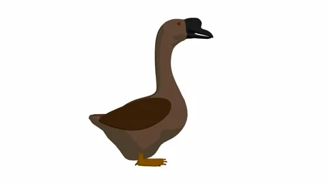 Goose Stock Footage 973660