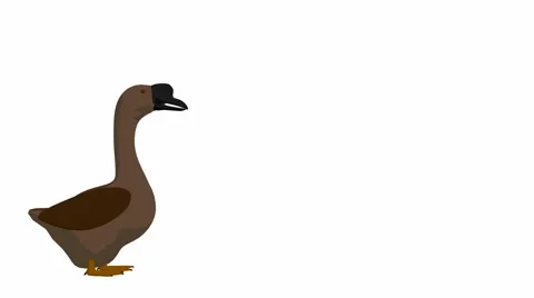 Goose Stock Footage 973661