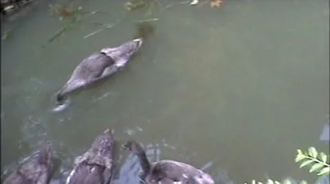 Goose Stock Footage 2001290