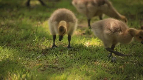 Goose Video stock 5299462