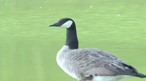 Goose 库存影片 5663975