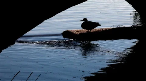 Goose Stock Footage 8535484