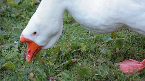 Goose Vídeos de archivo 8680793