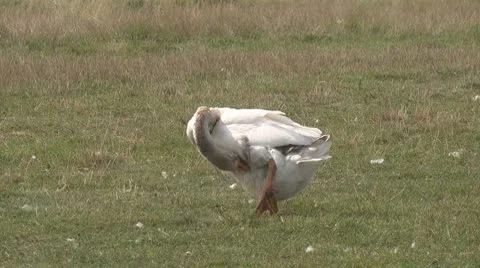 Goose Video stock 8851409