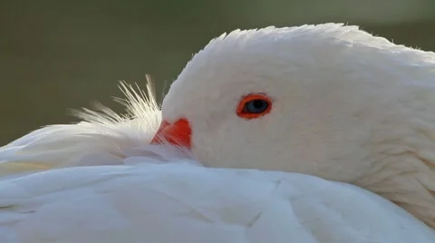 Goose 動画素材 8998065