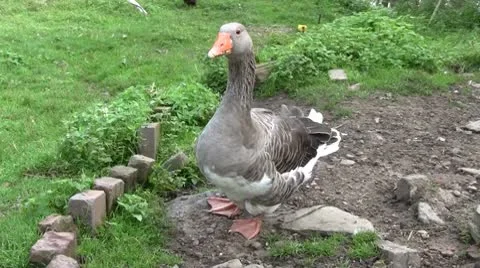 Goose Stock Footage 10694446