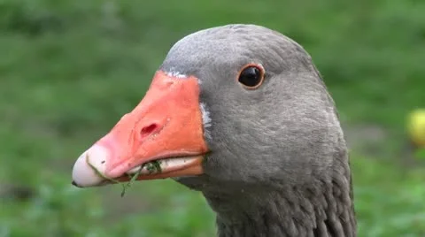Goose Stock Footage 10694886