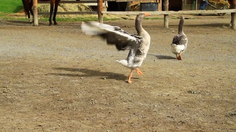 Goose Stock Footage 30662403