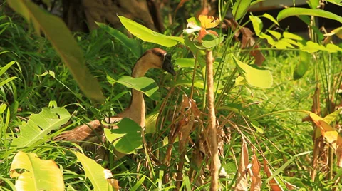 Goose Stock Footage 31557514