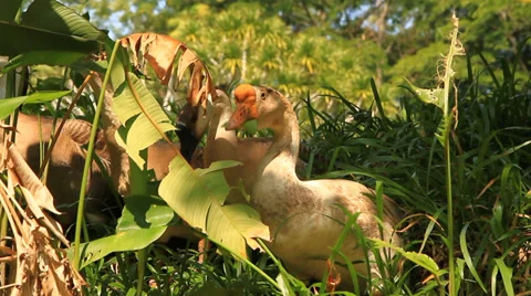 Goose Stock Footage 31561377