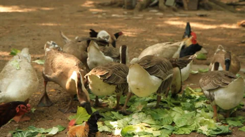 Goose Stock Footage 31568088