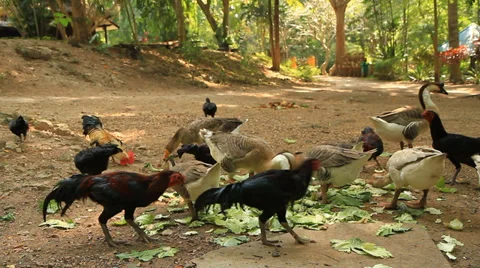 Goose Stock Footage 31573104